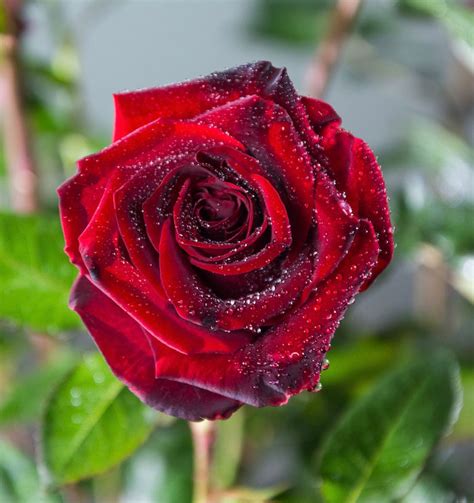 Unleash Your Dark Side: Incorporating Black Magic Roses into Your Home Decor
